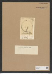 Eupodiscus hardmanianus Grev. (de-Toni-Nr.: Genus 177, Species 4474) Zeichnungen Sammlung Grunow Nr. 8042 (NHMW-BOT-W0377351)